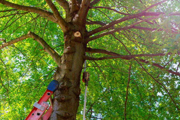 Best Tree Branch Trimming  in Star City, WV